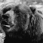Kodiak
